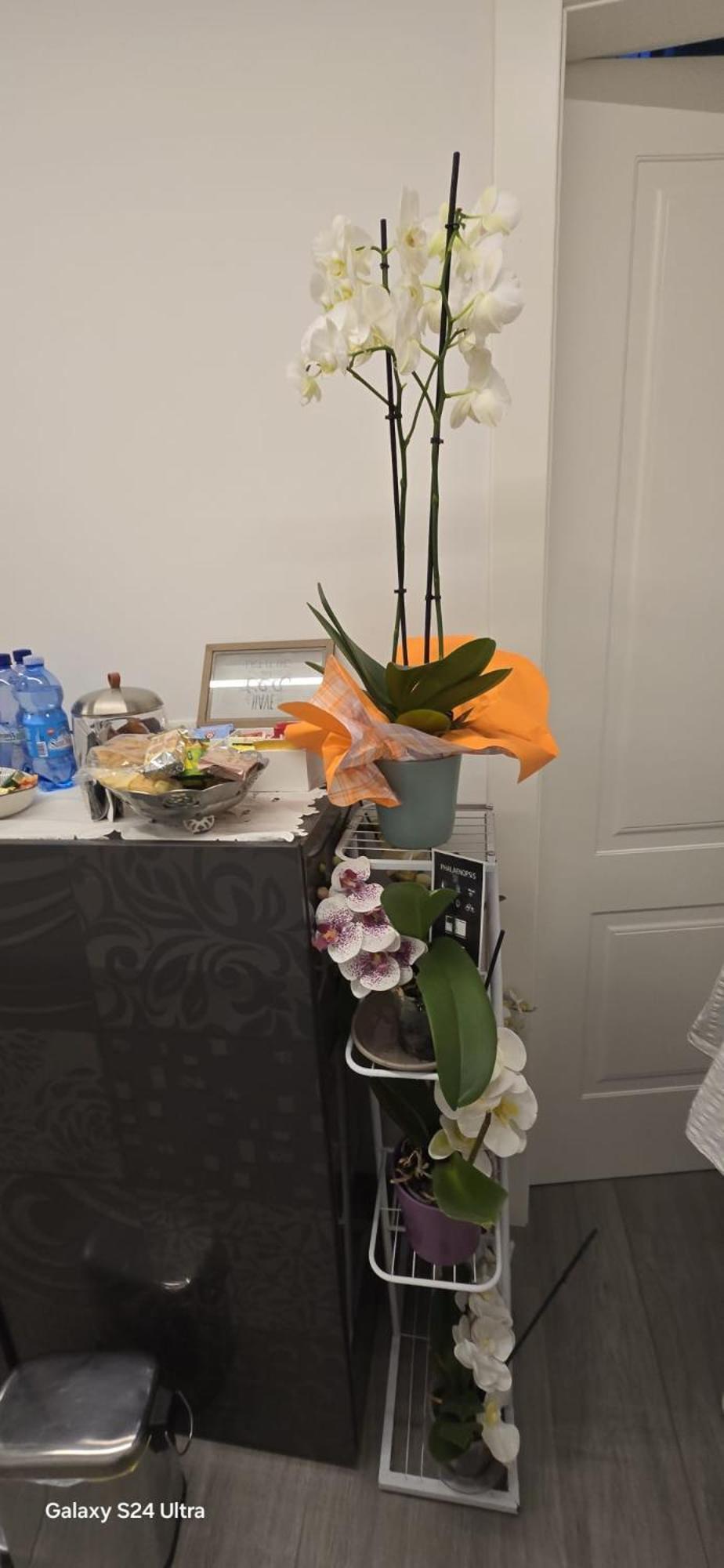 Bed and Breakfast Orchidea Болонья Екстер'єр фото